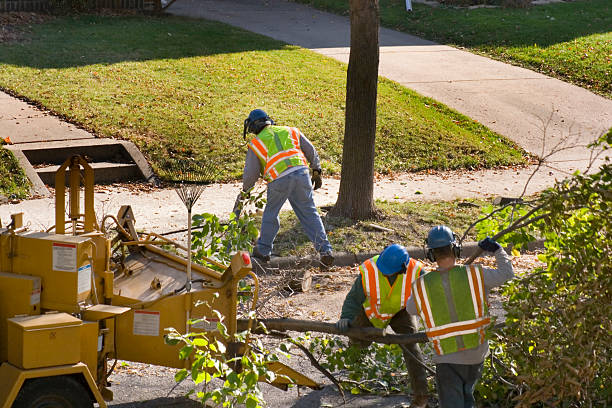 Best Stump Grinding and Removal  in Silsbee, TX